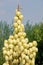 Agave inflorescence