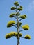 Agave inflorescence