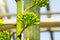 Agave inflorescence branch before flowering close up