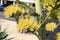 Agave Inflorescence close up