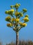 Agave Infloresence Stalk with Yellow Flowers