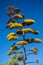 Agave Infloresence Stalk with Yellow Flowers