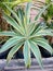 Agave king houseplants