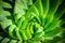 Agave leaf pattern. closeup. macro