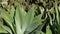 Agave leaves, succulent gardening in California, USA. Home garden design, yucca, century plant or aloe. Natural
