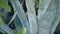 Agave leaves, succulent gardening in California, USA. Home garden design, yucca, century plant or aloe. Natural