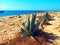 Agave with leaves in the very dry and barren island