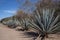 Agave line desert