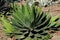 Agave Lophanta Schiede.