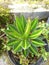 agave lophantha in pot