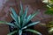 Agave macroacantha Black Tipped