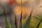 Agave macroacantha Black Tipped Spines Abstract