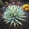 Agave macroacantha cactus closeup  in garden