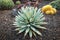 Agave macroacantha cactus in garden with variuos cacti plants