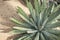 Agave macroacantha plant