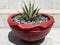 Agave macroacantha striking plant with narrow blue gray leaves and black spines tips planted in a beautiful red clay pot closeup