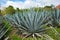 Agave. Mexico.