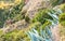 Agave on the mountainside in Siurana, Tarragona, Spain. Close-up.