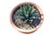 Agave nickelsiae in a clay pot on white background