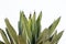 Agave nickelsiae plant with copy space