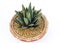 Agave nickelsiae plant on white isolated background