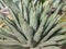 Agave x nigra or sharkskin agave hybrid plant with gray blue green leaves