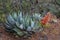 Agave ocahui in the mexican forrest