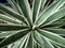 Agave ornamental plant