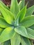 Agave-ornamental plants in hot/dry climates,