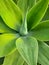 Agave-ornamental plants in hot/dry climates,