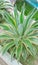 Agave ornamental plants for the terrace of the house or fish pond
