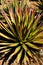 Agave palona with needle sharp leaves,