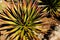 Agave palona with needle sharp leaves,
