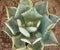 Agave parrasana cabbage head succulent top view look closeup