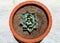 Agave parrasana cabbage head succulent top view look closeup