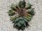 Agave parrasana fireball variegated succulent plants and pups with bare roots closeup