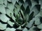 Agave parrasana plant. Mexico.