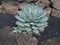 Agave parrasana succulent with blue green leaves