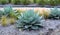 Agave Parryi