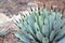 Agave parryi succulent plant with thorny leaves in the garden.