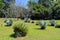 Agave at Peradeniya Royal Botanic Gardens located near Kandy city, Sri Lanka