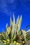 Agave Plant