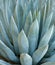 Agave plant