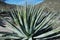 Agave plant