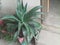 AGAVE PLANT AGAVE ATENUATA