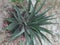 AGAVE PLANT /AGAVE FELFIRA