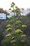 An Agave Plant in Bloom in Tunisia