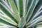 Agave plant close up