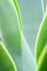 Agave plant close up