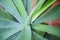 Agave plant close up